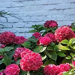 Maison 8p 4ch Et Jardin 15 Mn A Pieds De La