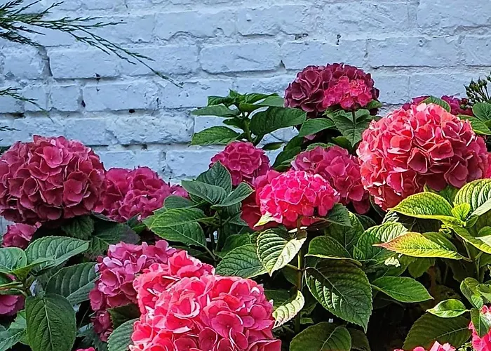 Maison 8p 4ch Et Jardin 15 Mn à Pieds De La